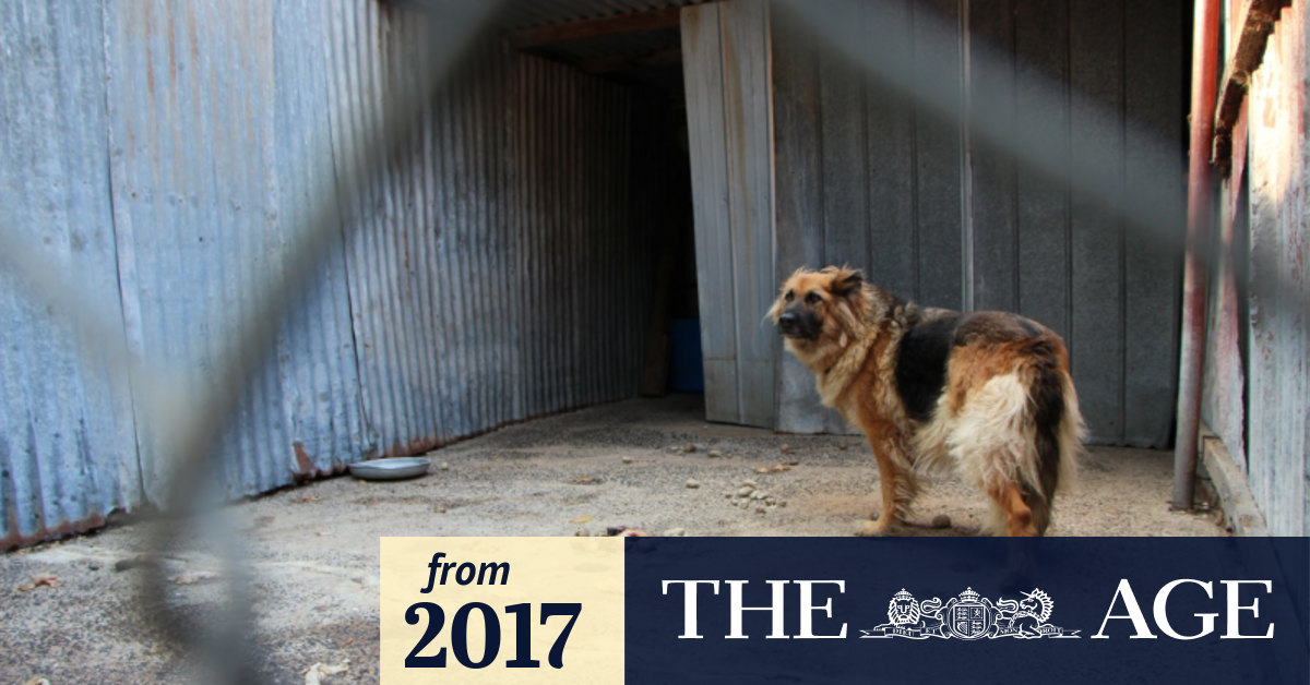 Pet shops banned from selling puppies in Victoria